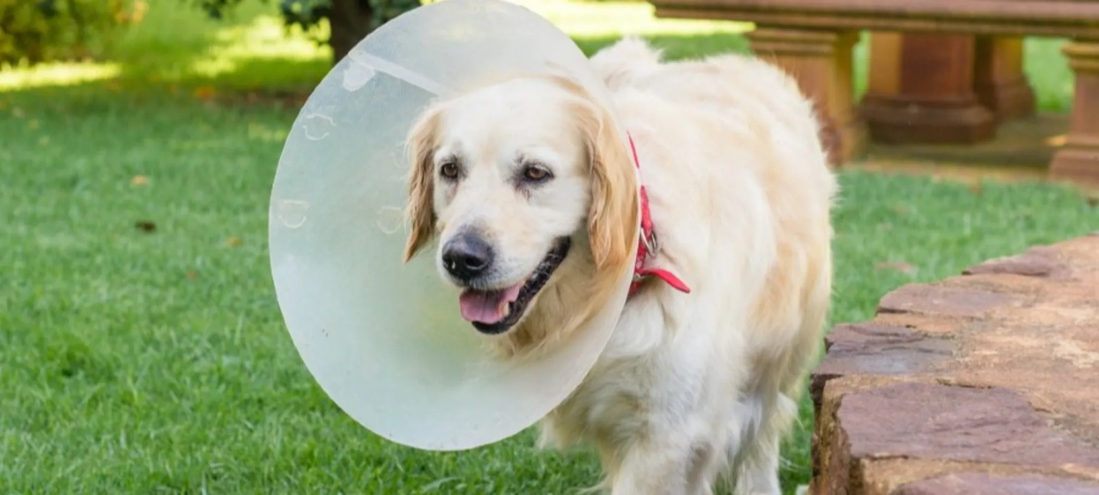 Large dog wearing a cone around its neck while walking outside